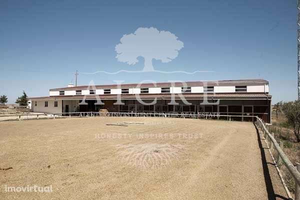 Herdade e Coudelaria Puro Sangue Lusitano - Grande imagem: 4/13