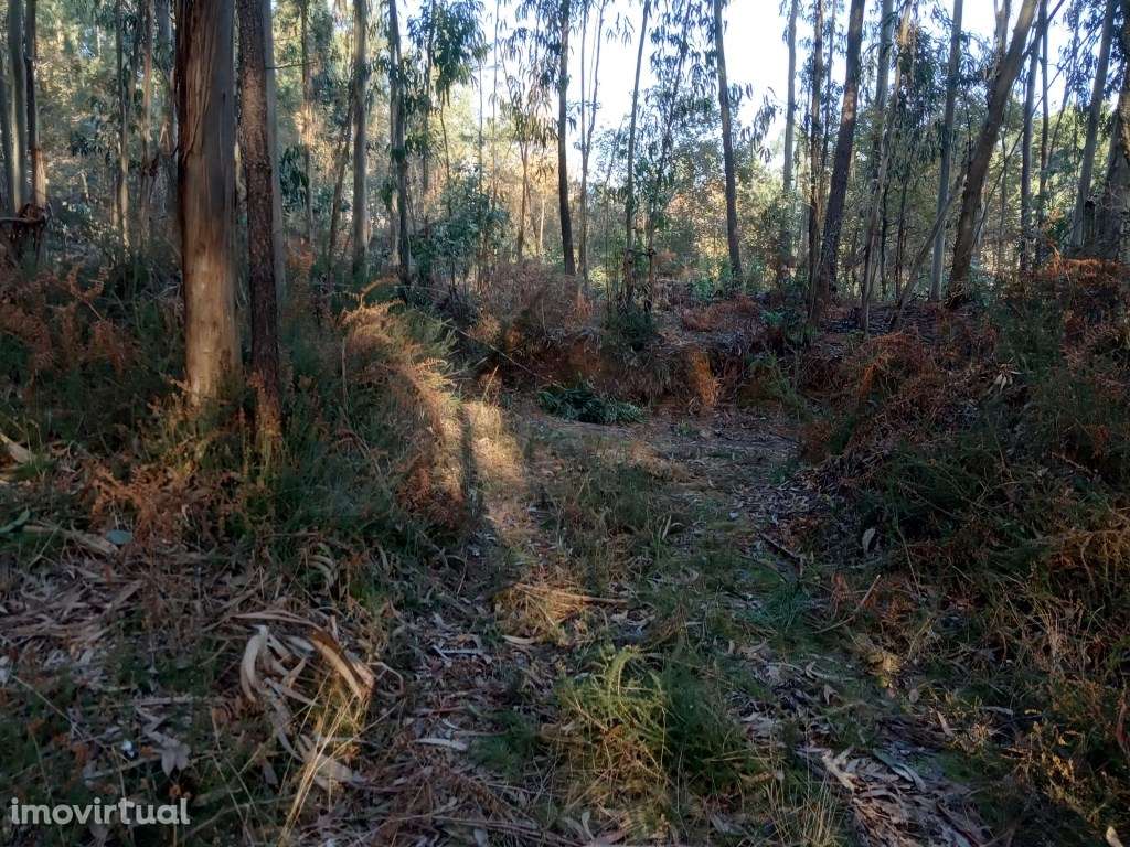 2 Terrenos (3.600 m2) em Anais. - Grande imagem: 3/5