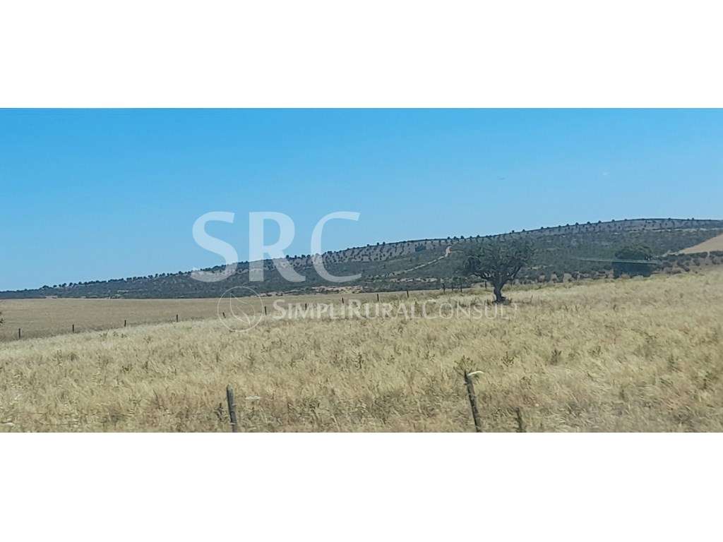 Herdade com 160 Hectares | Património Florestal e Potencial Cinegét... - Grande imagem: 2/7