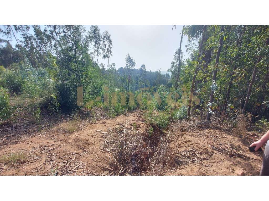 TERRENO, EM SÃO BRÁS, TELÕES - AMARANTE - Grande imagem: 2/2