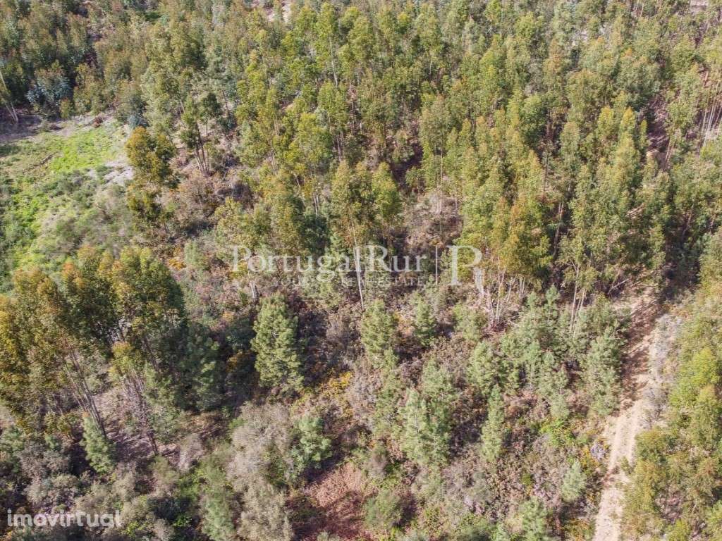 Terreno de 9.000 m² com eucaliptal em Proença-a-Nova - Grande imagem: 4/8