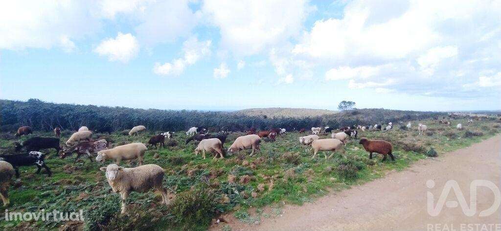 Terreno T1 em Vila do Bispo e Raposeira de 715460,00 m2 - Grande imagem: 4/11