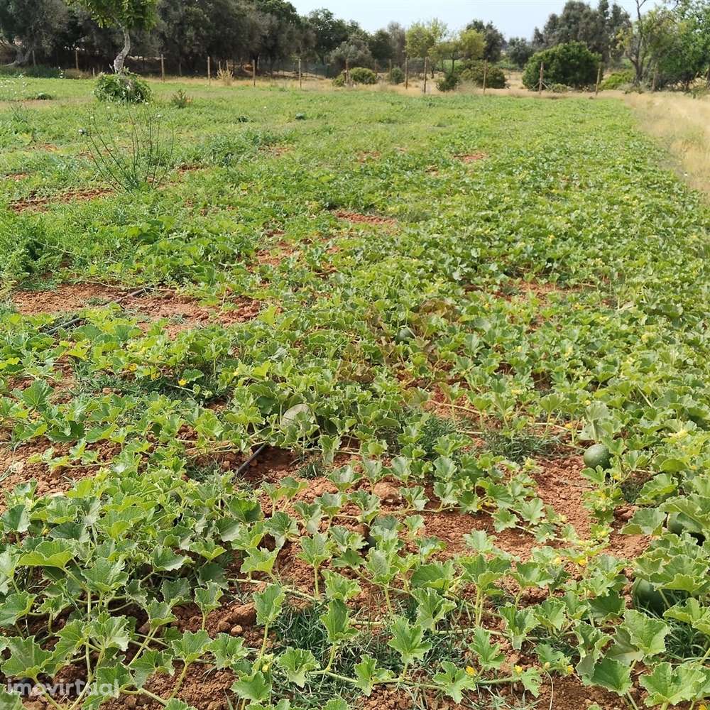 Terreno Rústico com 15.130 m² na Guia, Albufeira – Excelente Oportunid - Grande imagem: 5/11