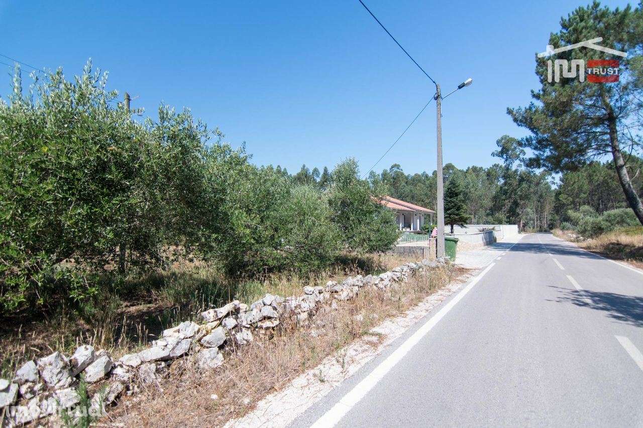 TERRENO RÚSTICO DE 930 M2 COM PINHAL E TERRA DE CULTURA - Grande imagem: 5/8