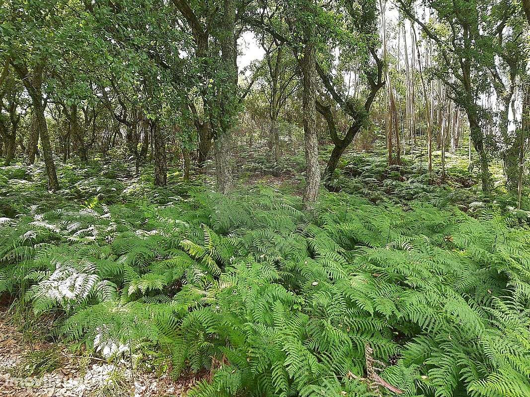 Terreno  para venda - Grande imagem: 5/10