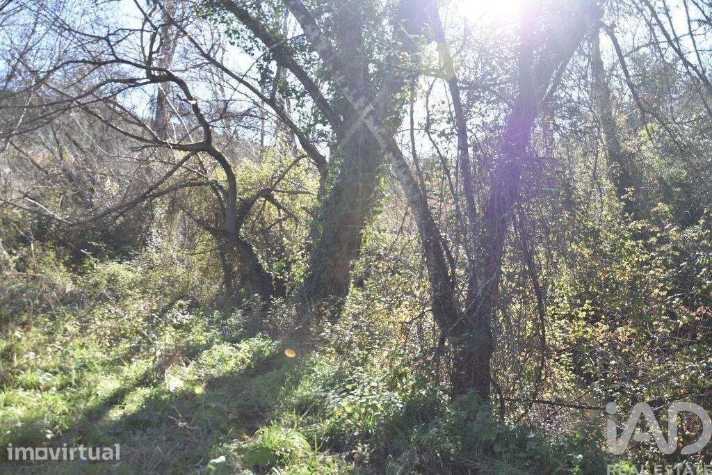 Terreno em Freixianda, Ribeira do Fárrio e Formigais de 5100,00 m2 - Grande imagem: 3/29