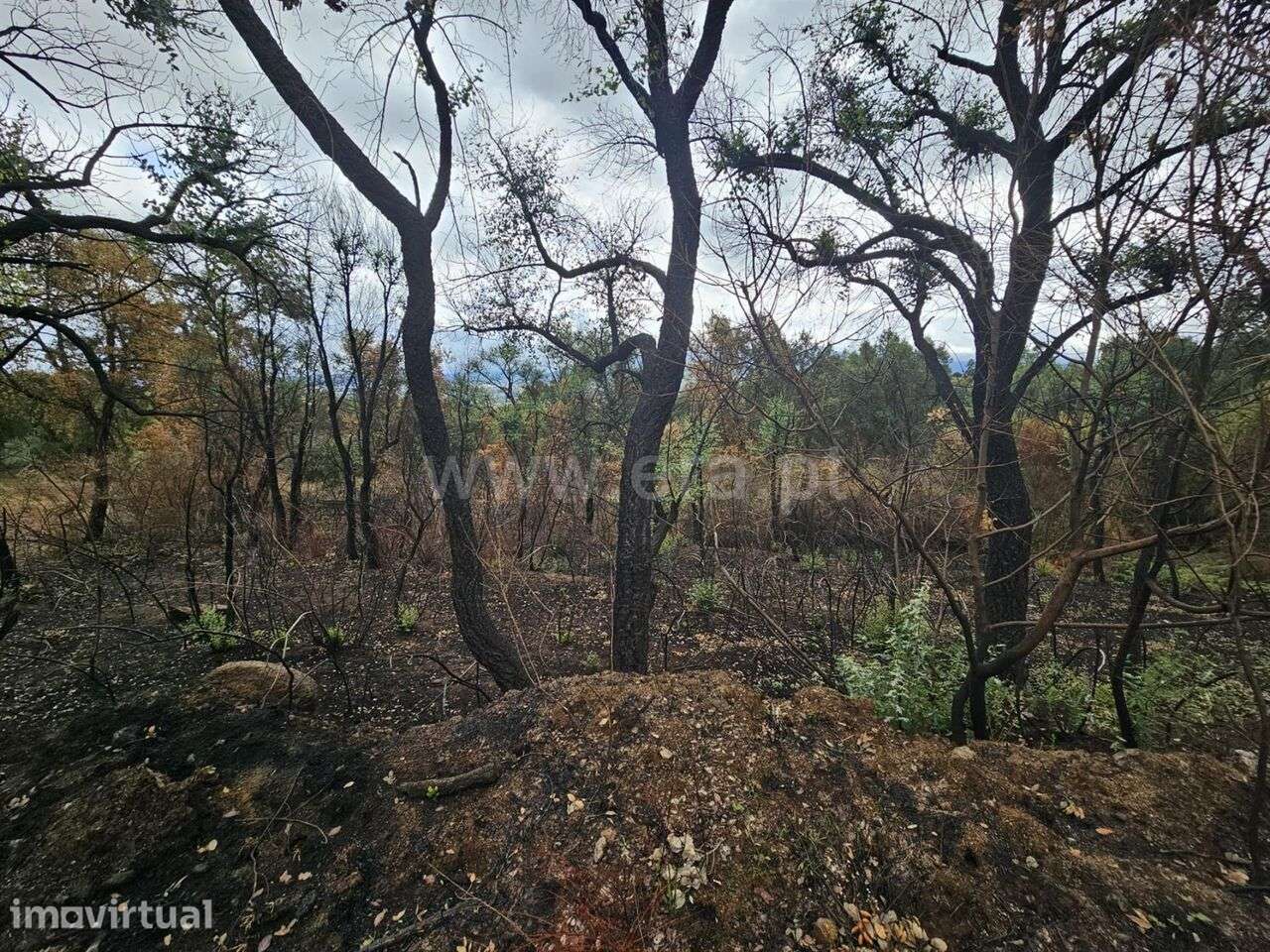 Terreno / Fundão, Telhado - Grande imagem: 3/12