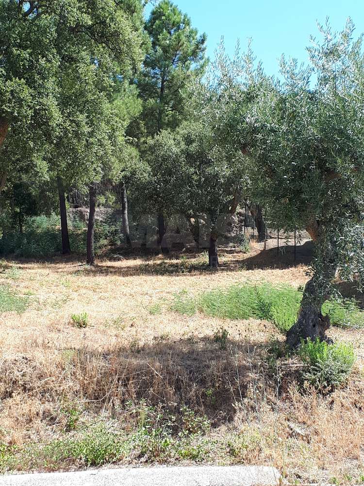 Terreno Misto, Salgueiro do Campo, Castelo Branco - Grande imagem: 4/17