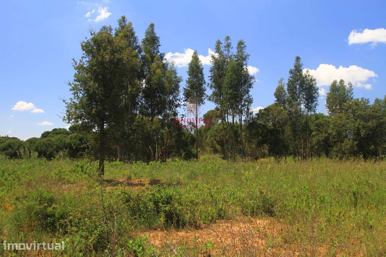 Terreno 35.000m2, Madalena e Beselga, Tomar - Grande imagem: 4/23