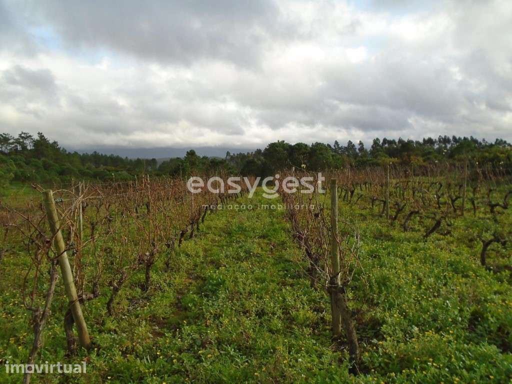 Terreno com 1365 m2 para agricultura e vinha nos Montes Alpedriz - Grande imagem: 2/14