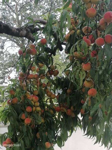 Vendo pomar em Penafiel - Grande imagem: 5/7