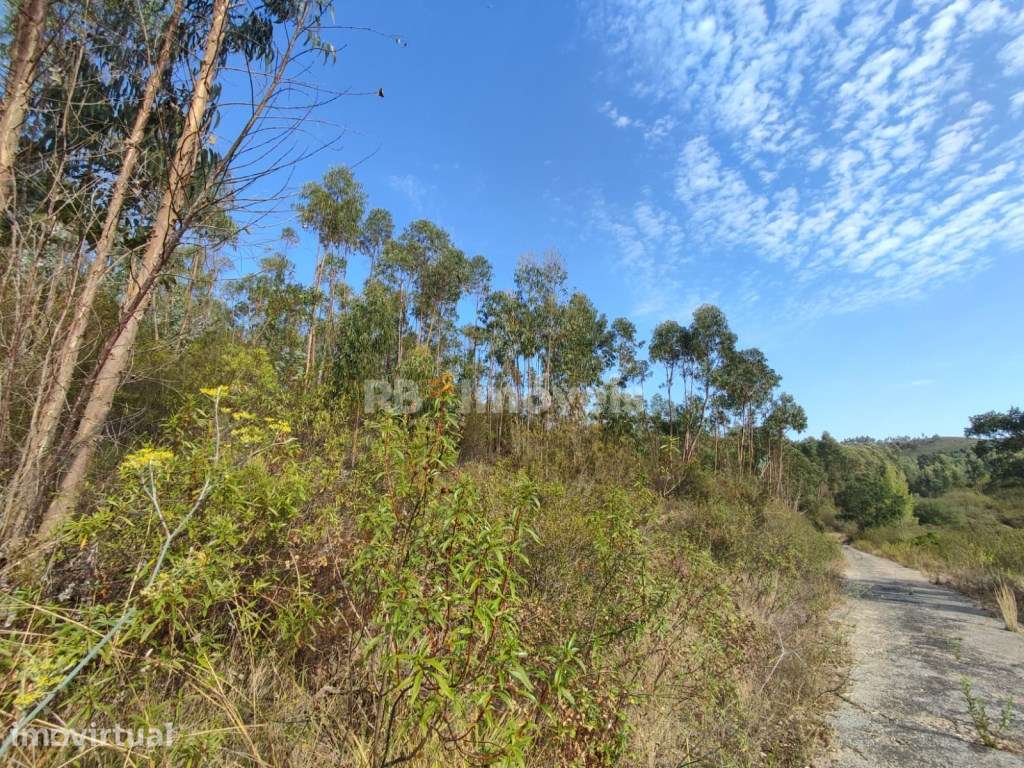 Terreno com 38360m² junto à Barragem de Castelo de Bode - Tomar - Grande imagem: 3/30