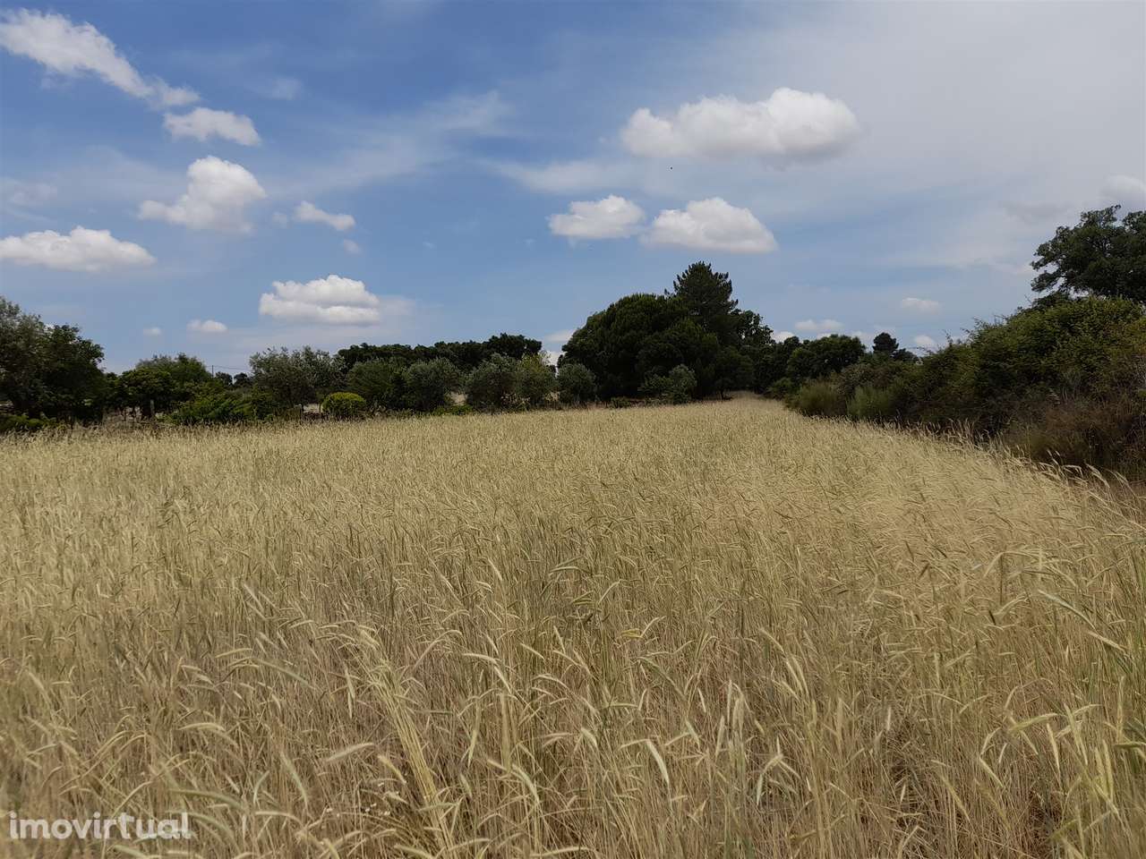 Terreno Rústico  Venda em Alcains,Castelo Branco - Grande imagem: 3/10