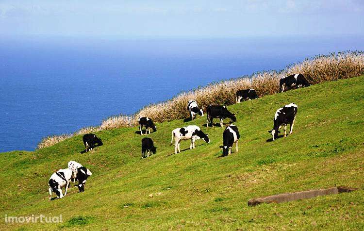 Terreno Agrícola - Pastagem - Grande imagem: 5/6