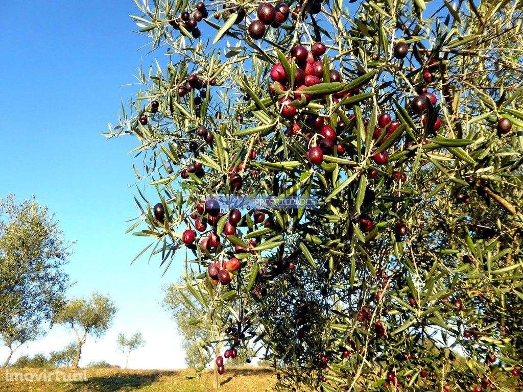 88ha c/ Olival, Cortiça, Floresta e terra p/ novas plantações, Arma... - Grande imagem: 2/9