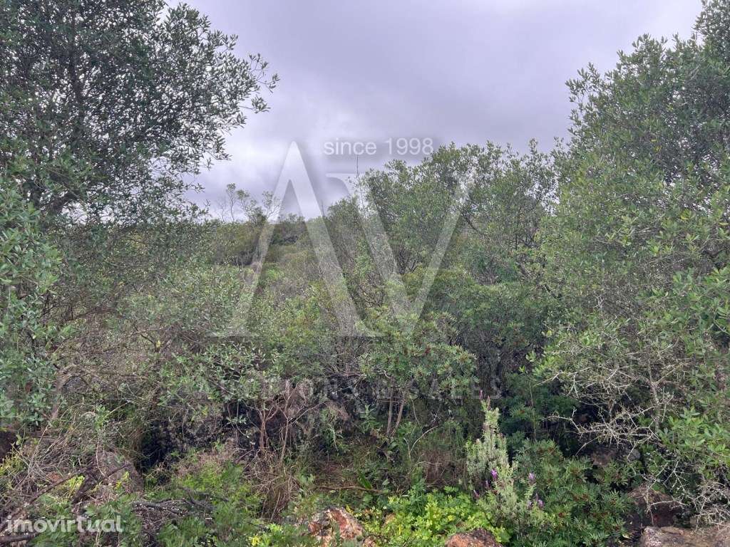 Terreno Rústico - Loulé |LEILÃO ELETRÓNICO| FIM 25*MAI - Grande imagem: 3/6