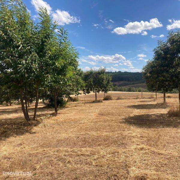 Terreno Agrícola em Pinela, Bragança - Grande imagem: 2/10
