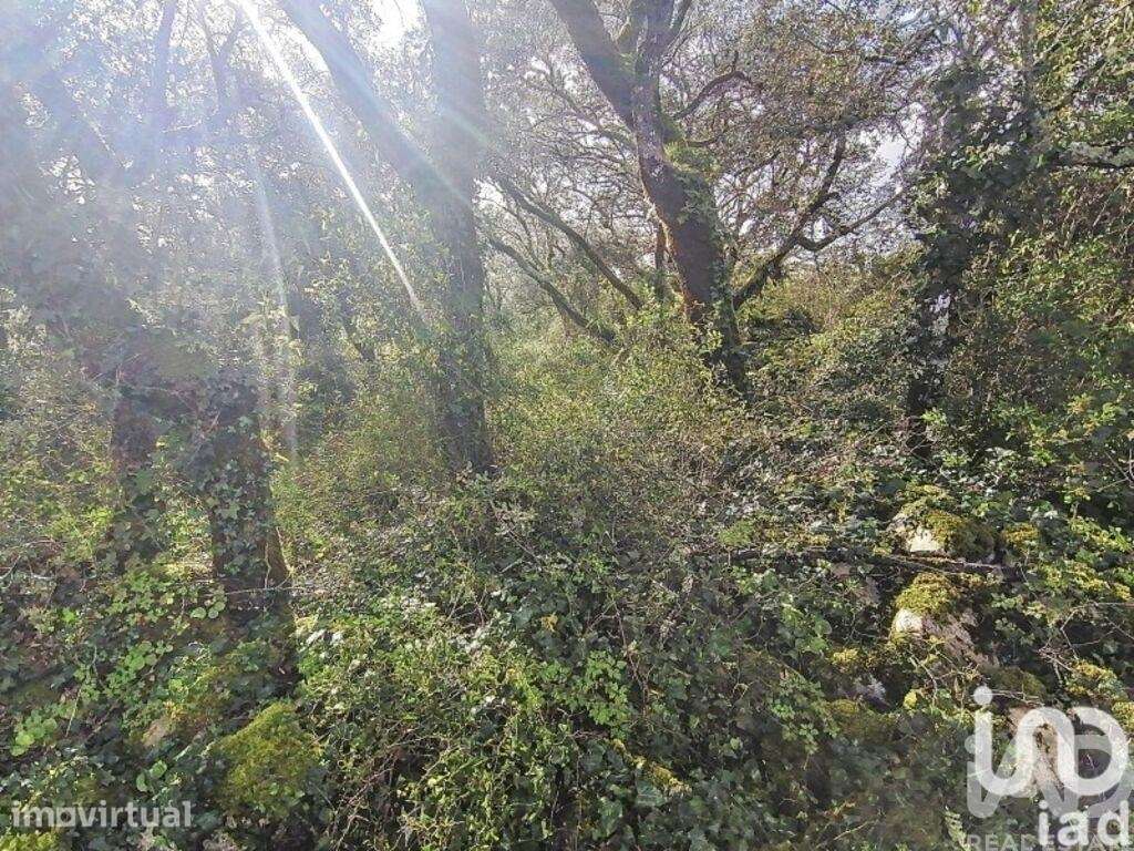 Terreno Agrícola em Chãos - Grande imagem: 4/16
