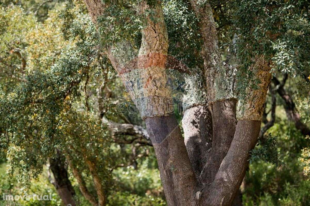 Terreno  para venda - Grande imagem: 5/13