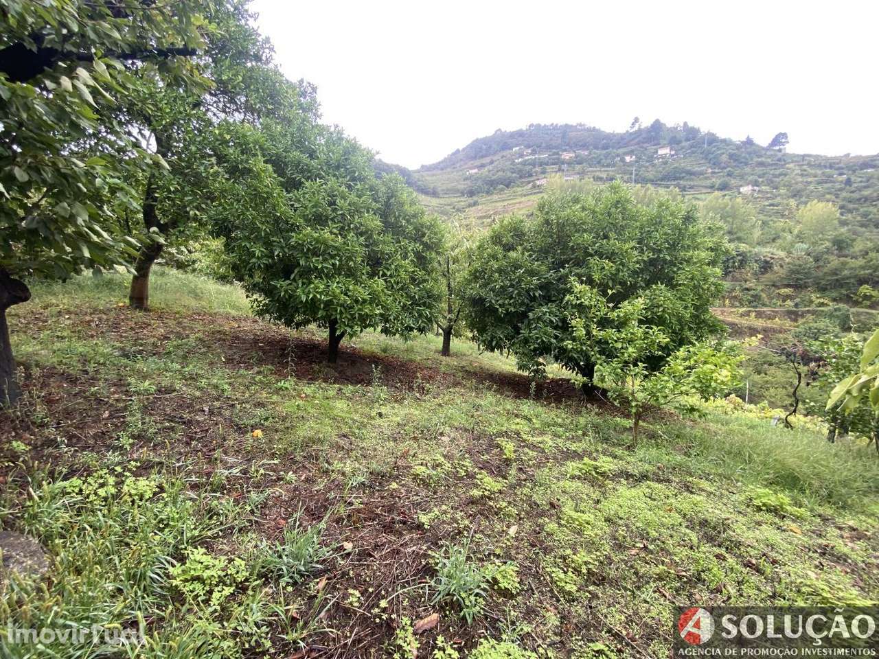 Quintinha Resende - Douro - Grande imagem: 4/21