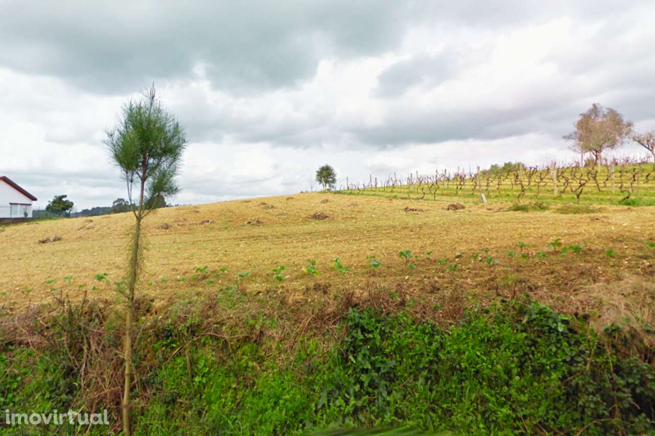 Terreno Urbano no Pereiro, Anadia - Grande imagem: 3/8