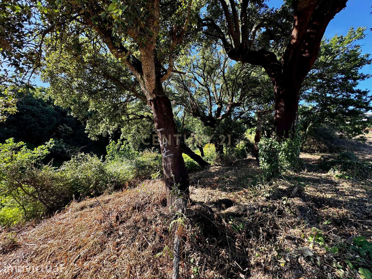 Bosque com 2,65 Hectares para Projeto Turístico ou Residência Rural em - Grande imagem: 4/20