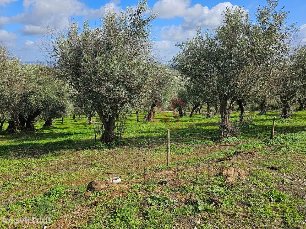 Terreno Rústico com 17.143 m² e com Olival em Nossa Senhora da Conceiç - Grande imagem: 3/6