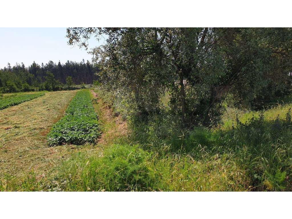 Terreno para construção de Pavilhão / Industria Albergaria-a-Velha - Grande imagem: 2/9