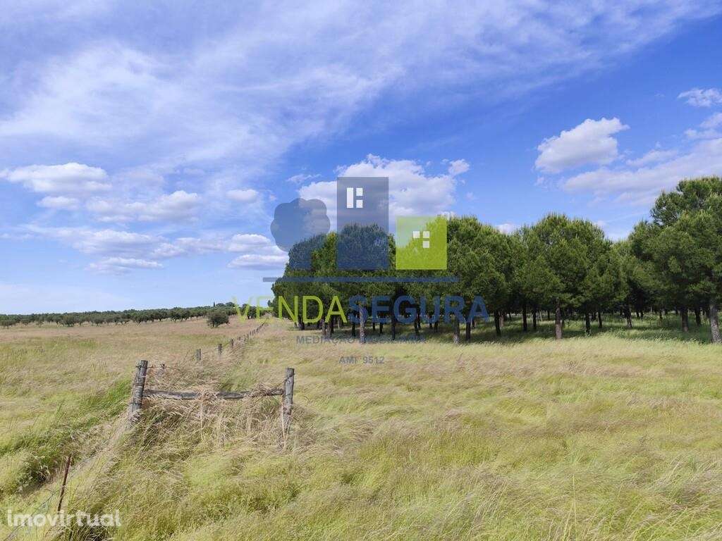 Terreno Rústico 10,6875 Ha |Amareleja - Grande imagem: 4/5
