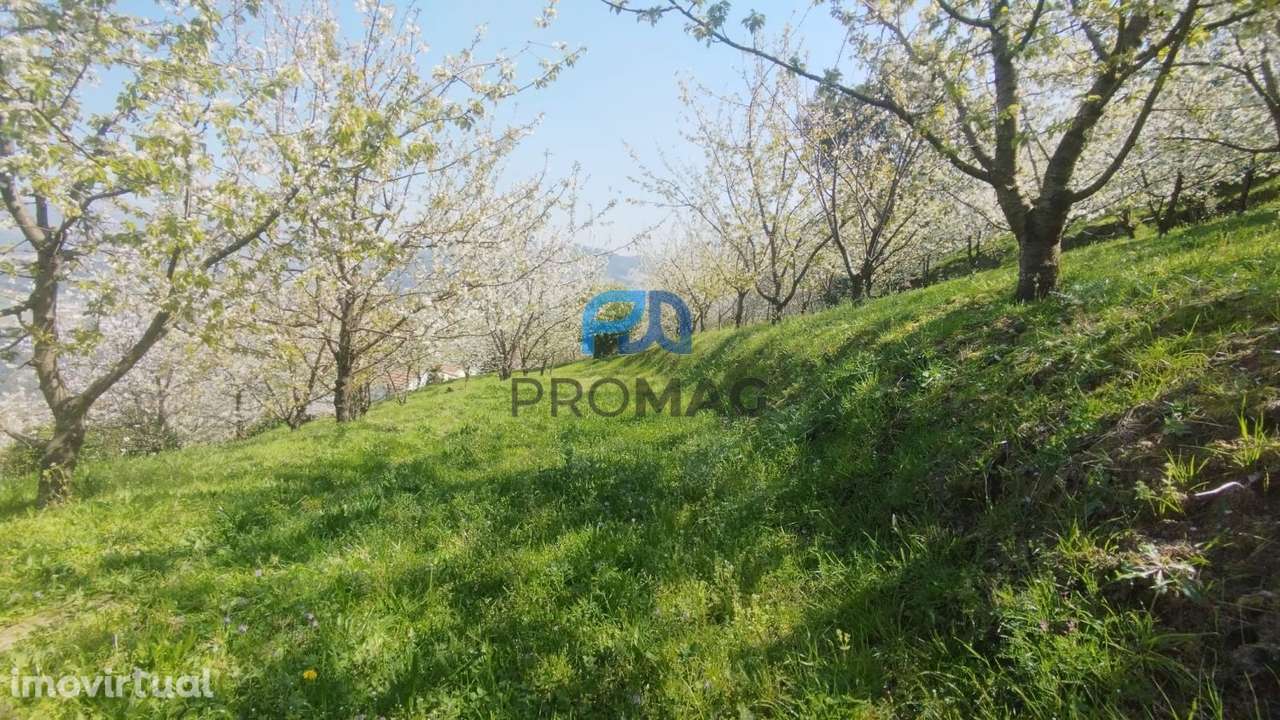 Quinta do Valado- Excelente Investimento em Resende - Grande imagem: 4/58