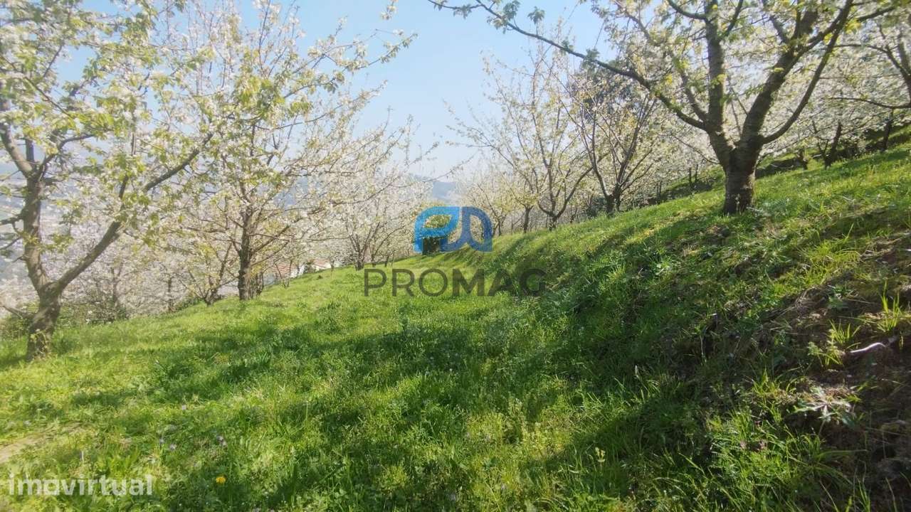 Quinta do Valado- Excelente Investimento em Resende - Grande imagem: 4/60
