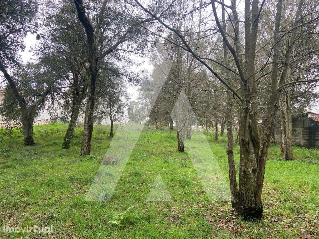 Terreno em Fermentelos - Grande imagem: 4/13