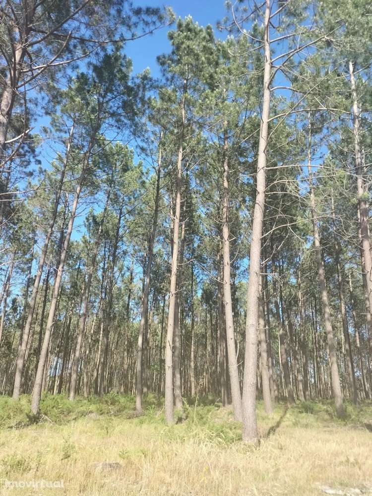 Terreno Rustico - Grande imagem: 3/5