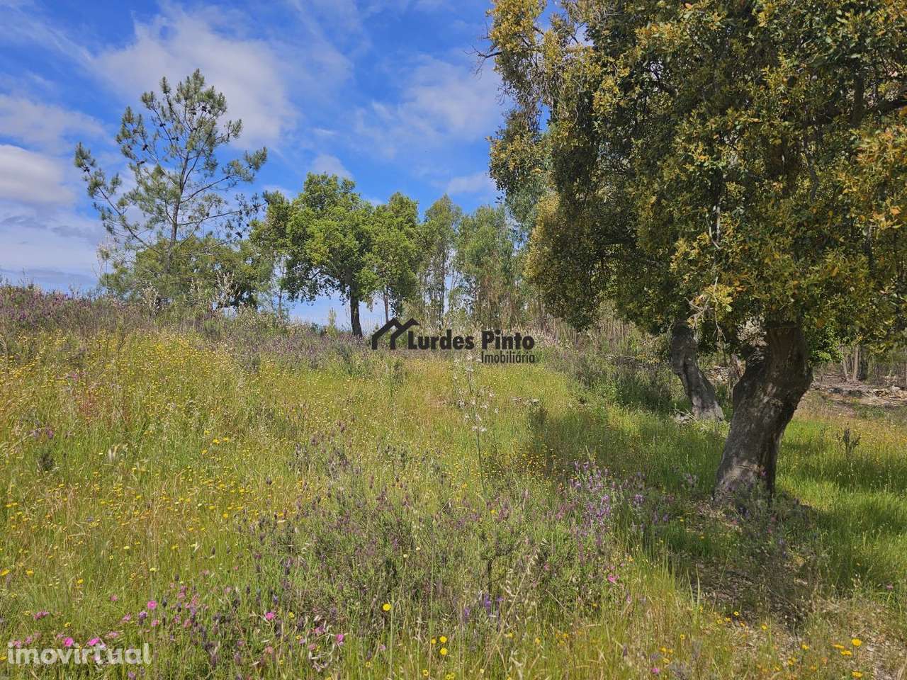Terreno perto de Castelo Branco - Grande imagem: 4/10