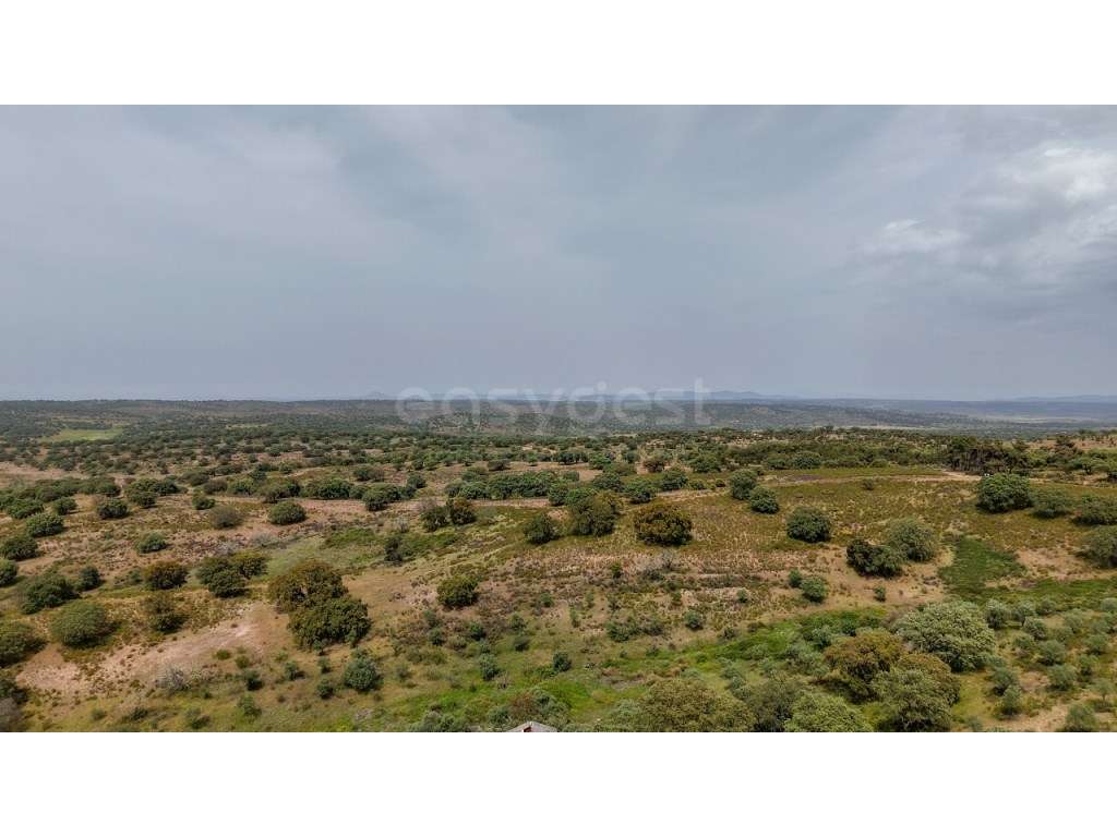 Herdade de 132 ha em Idanha-a-Nova investimento sólido com identida... - Grande imagem: 5/18