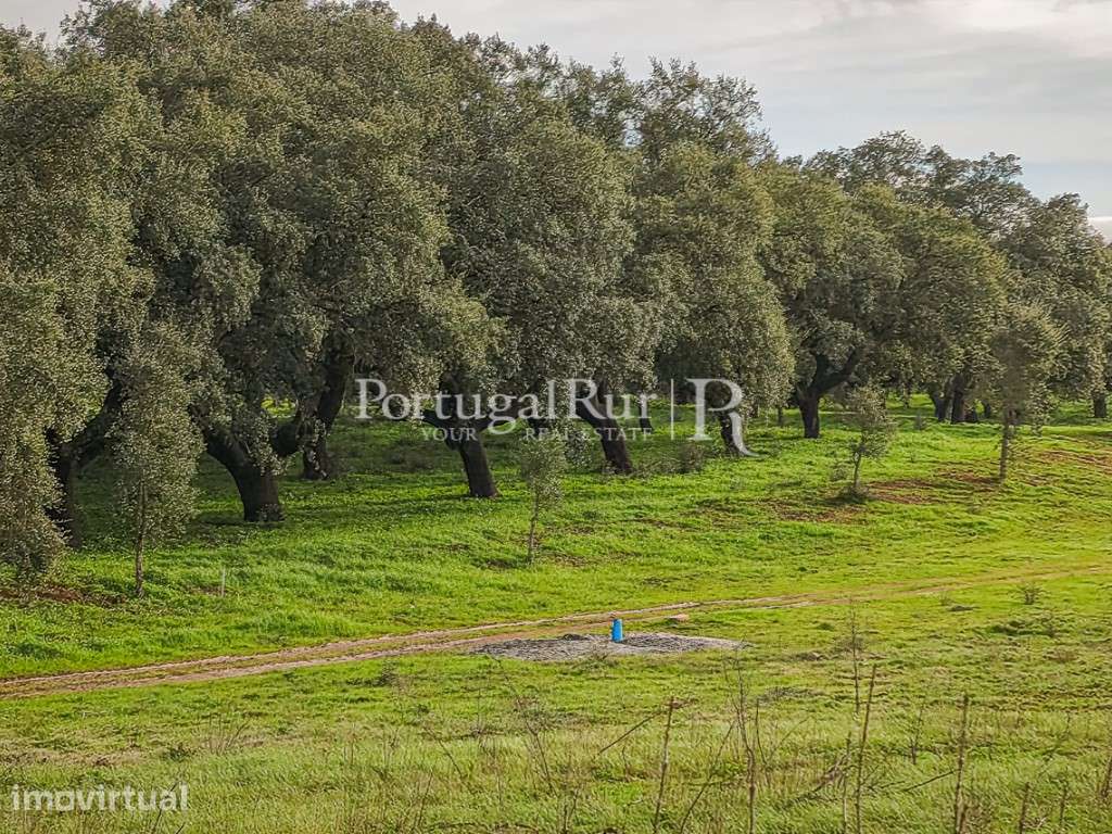 Terreno de 4,5 ha com licença para construção em Elvas - Grande imagem: 3/18