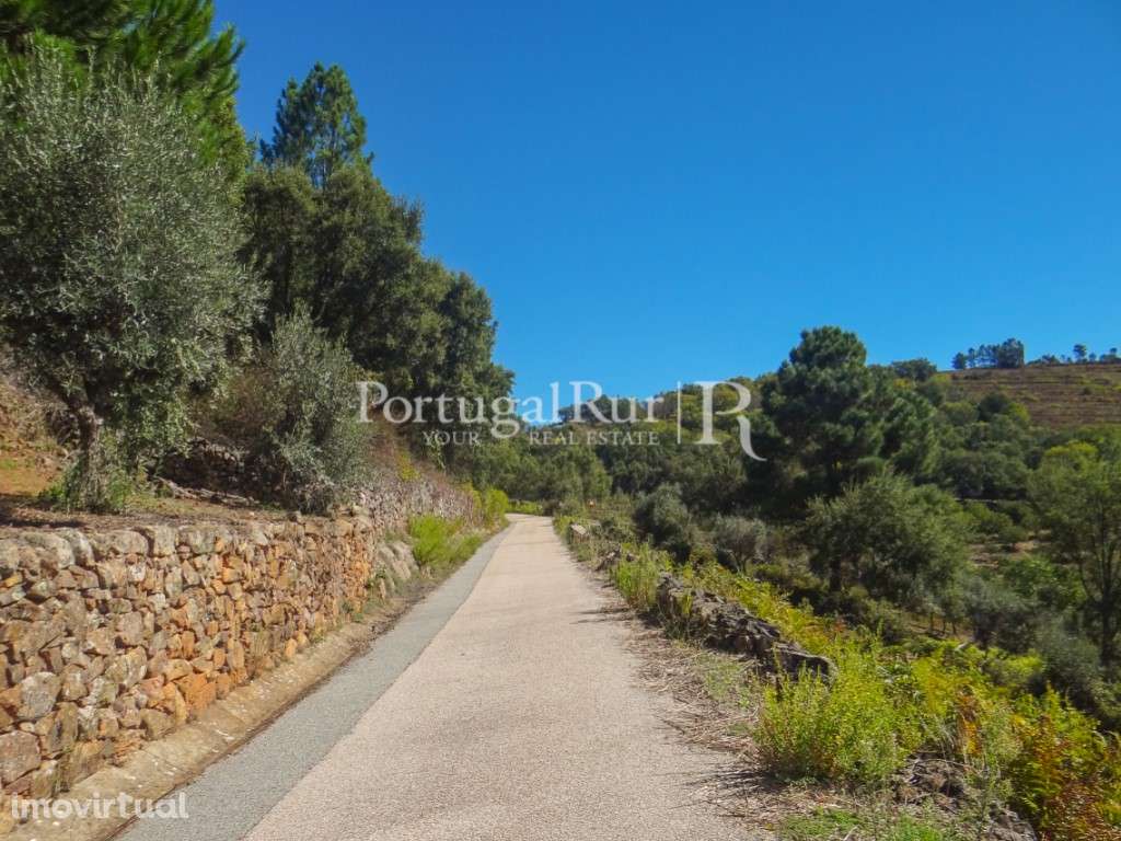 Terreno agricola com vinha, olival e árvores de fruto - Grande imagem: 3/34