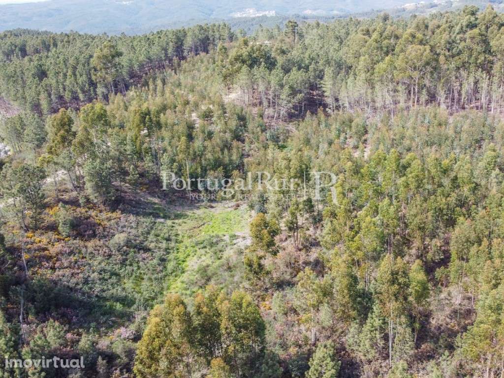 Terreno de 9.000 m² com eucaliptal em Proença-a-Nova - Grande imagem: 3/8