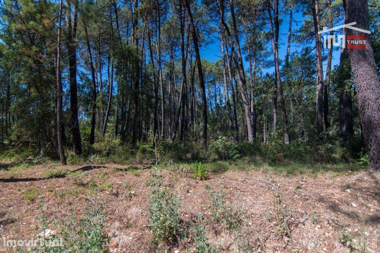 TERRENO RÚSTICO DE 930 M2 COM PINHAL E TERRA DE CULTURA - Grande imagem: 3/8