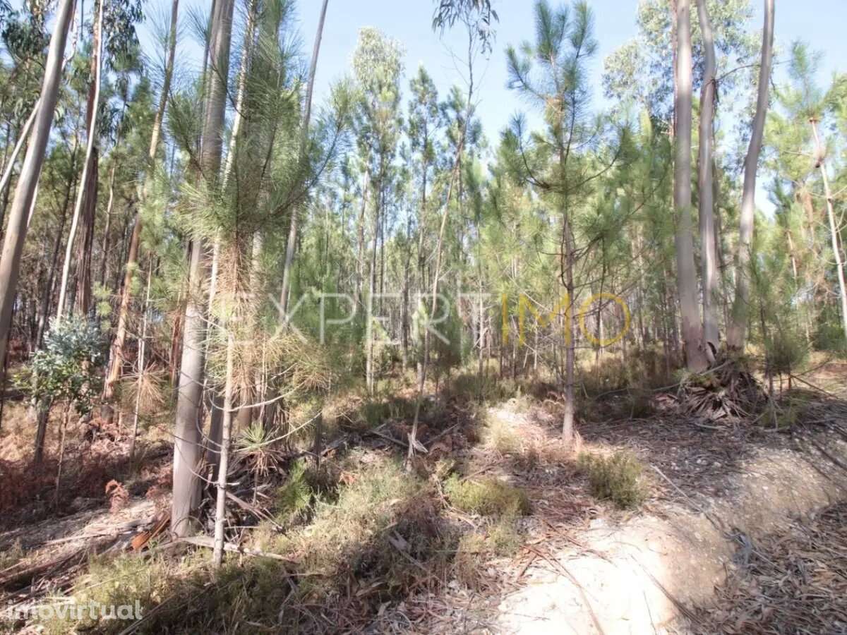 Terreno com plantação de eucaliptos e pinheiros - Ourém - Grande imagem: 3/5