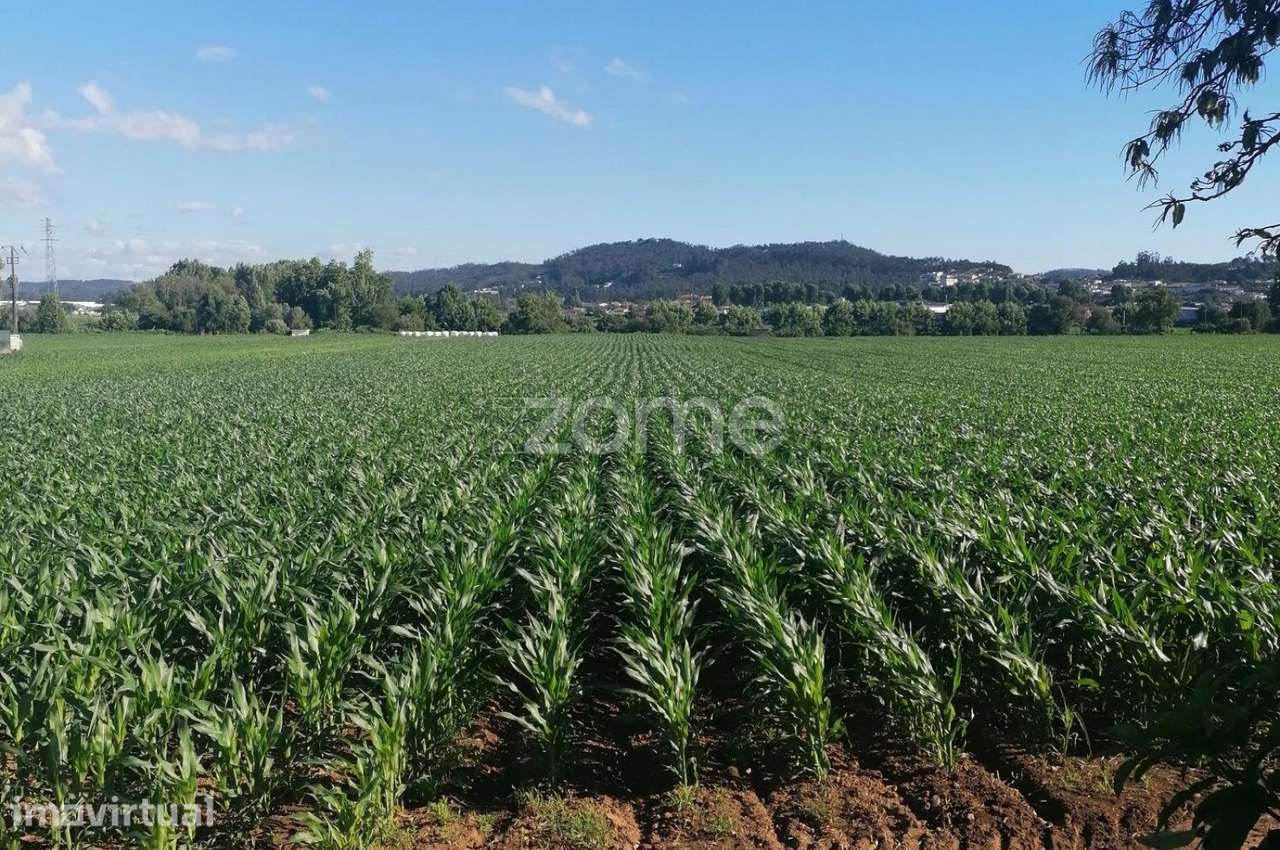 Terreno agrícola com 3.600 M2 em Fradelos Famalicão - Grande imagem: 2/15