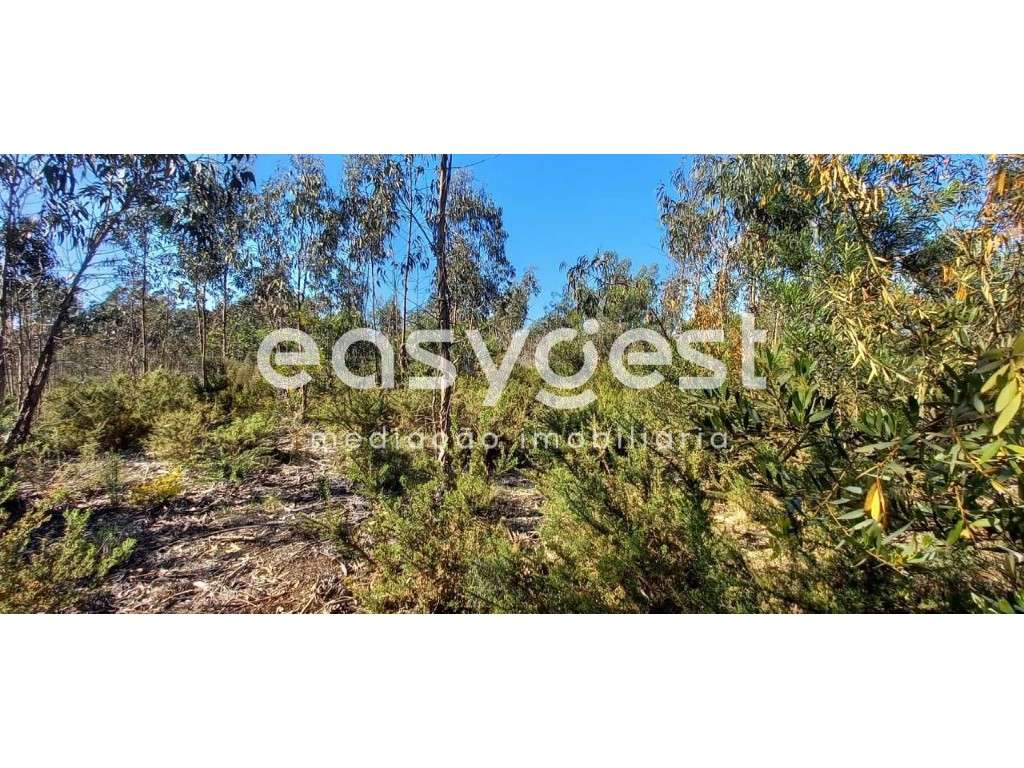 Terreno Rústico - em Cantanhede - perto da Zona Industrial - Grande imagem: 3/11