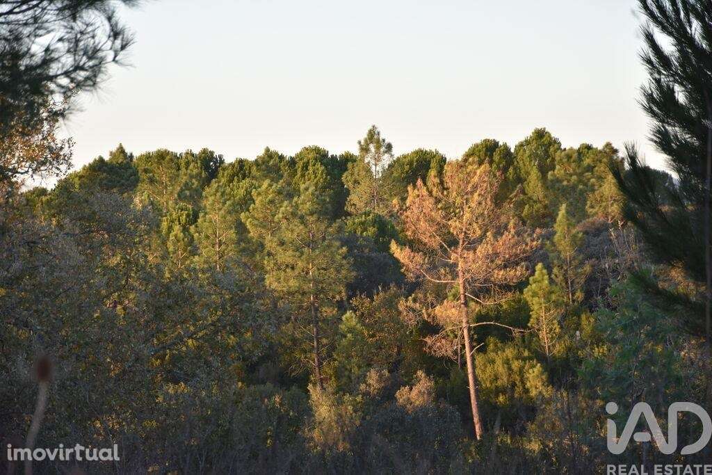 Terreno em Areias e Pias de 5240,00 m2 - Grande imagem: 3/6