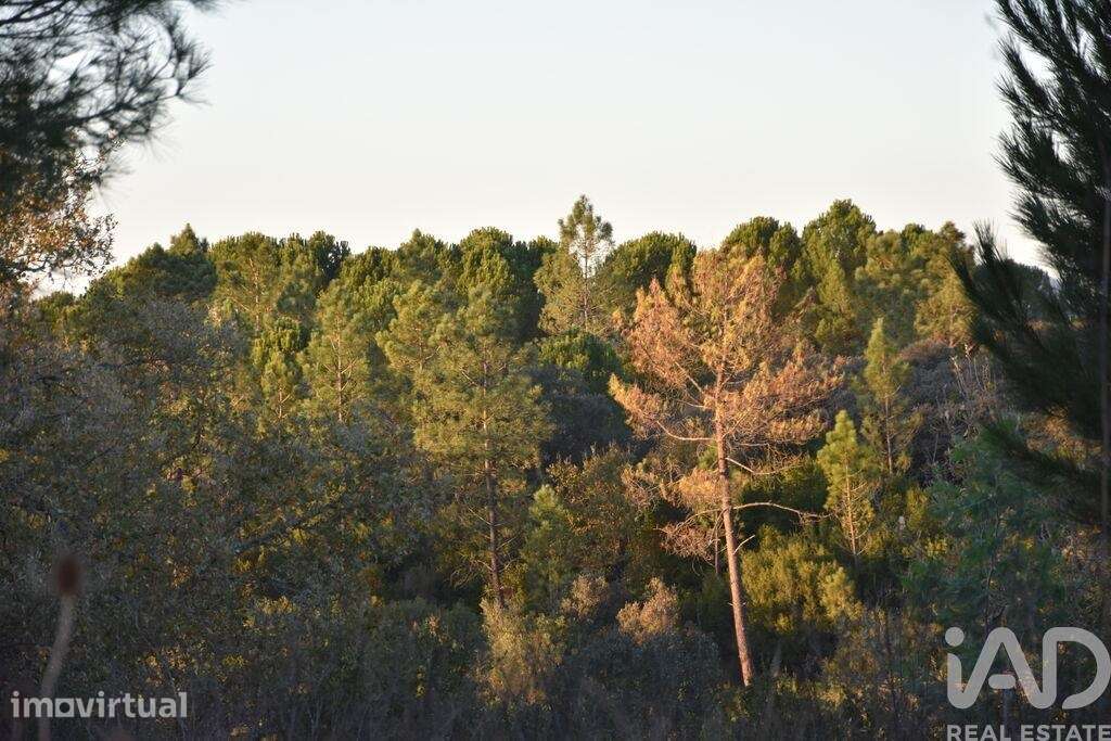 Terreno em Areias e Pias de 5240,00 m2 - Grande imagem: 3/6