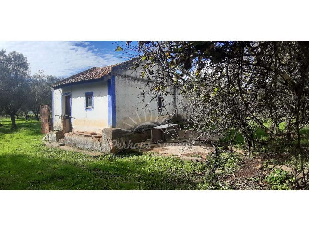 Olival com habitação na Várzea de Grândola - Grande imagem: 2/29