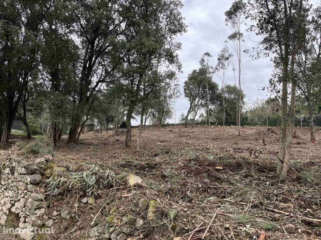 TERRENO RÚSTICO - BOUÇA DE TRÁS DAS SEARAS - Grande imagem: 3/9