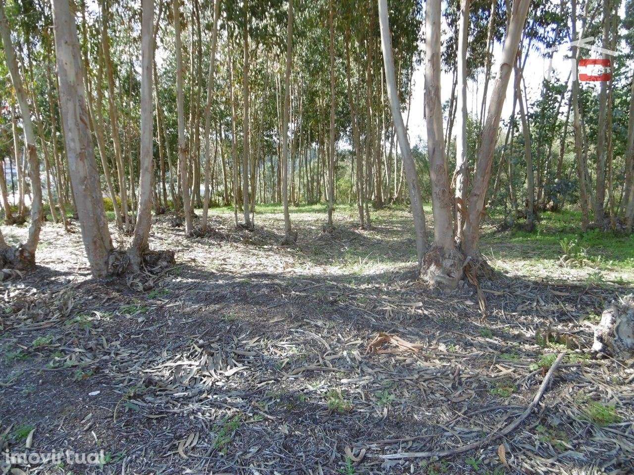 lote para moradia - Grande imagem: 5/6