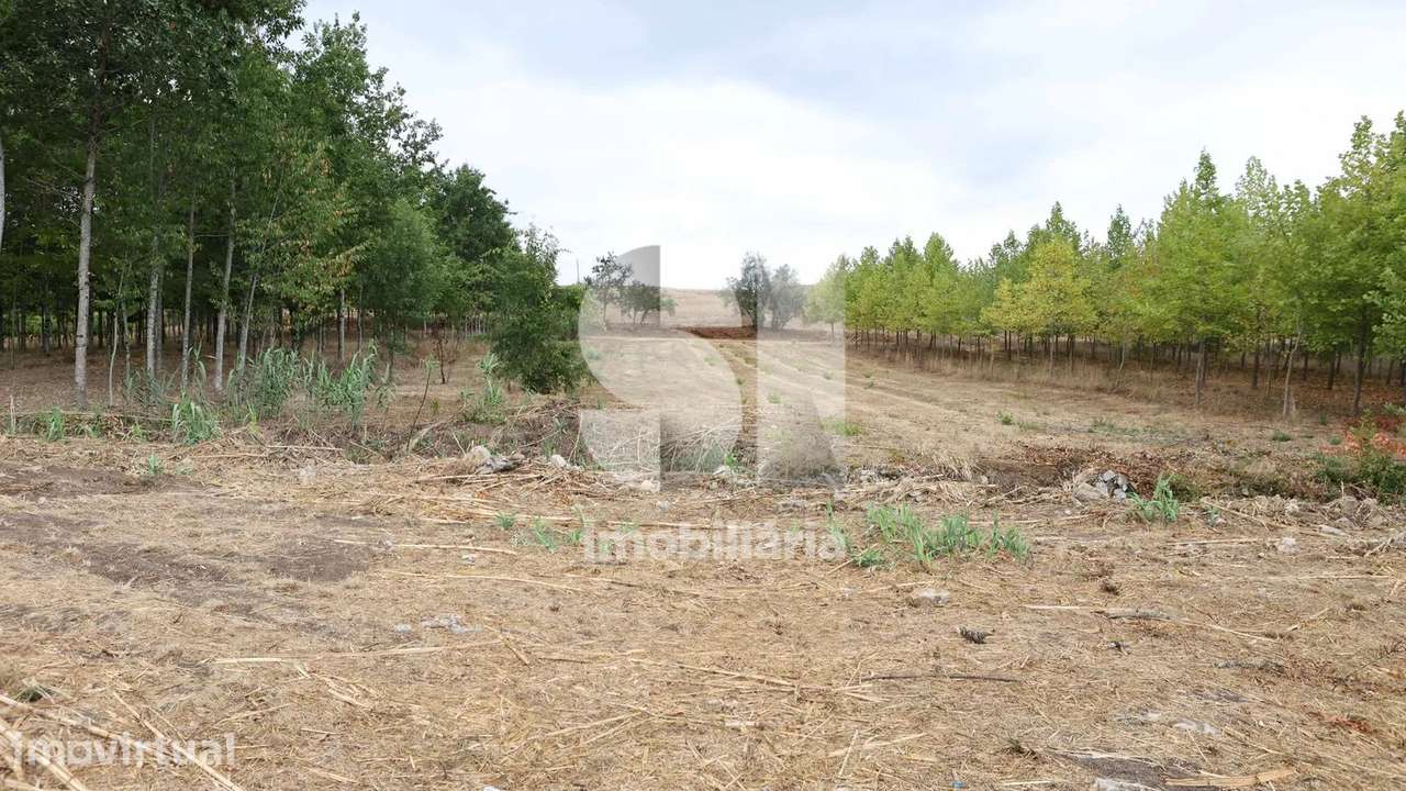 Quinta com aproximadamente 15000 m2 e moinho no coração da Bairrada - Grande imagem: 5/22