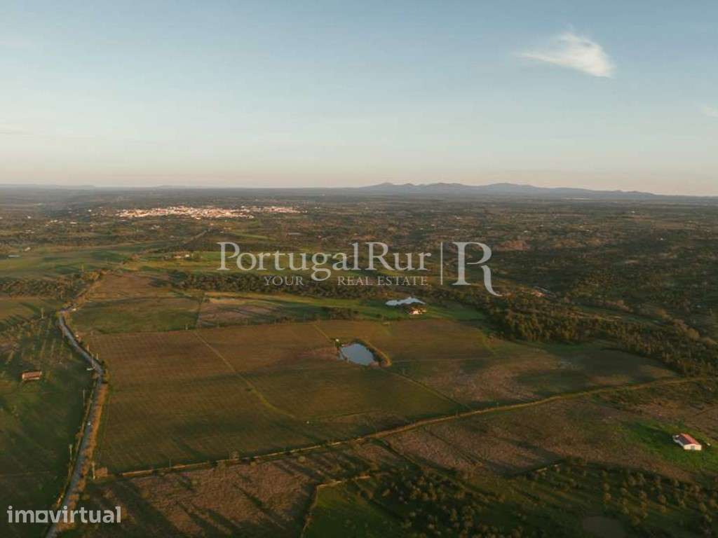Propriedade vitivinicola com 32ha e marca própria em Nisa - Grande imagem: 2/49