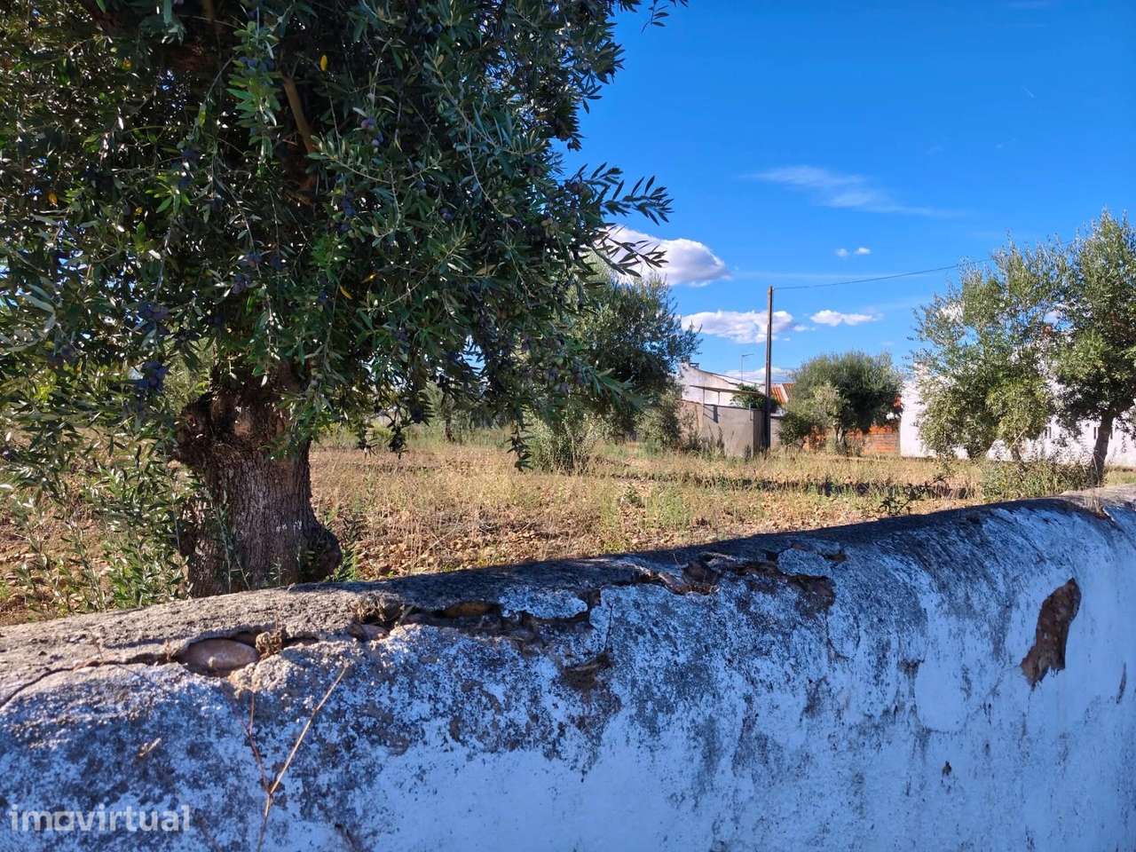 Terreno Rústico com Viabilidade de Construção | Barrada - Abrantes - Grande imagem: 5/21